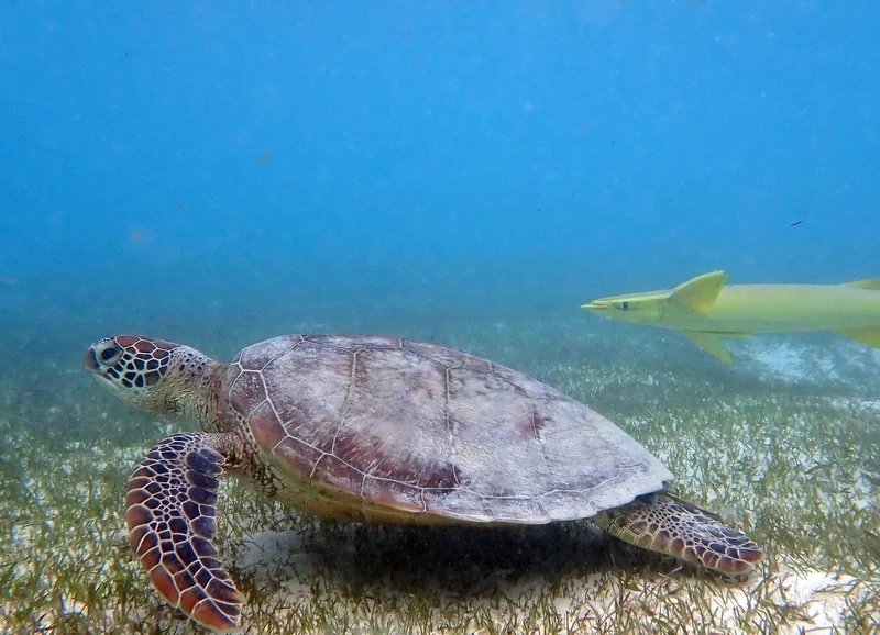 Green sea turtle gliding over the ocean floor