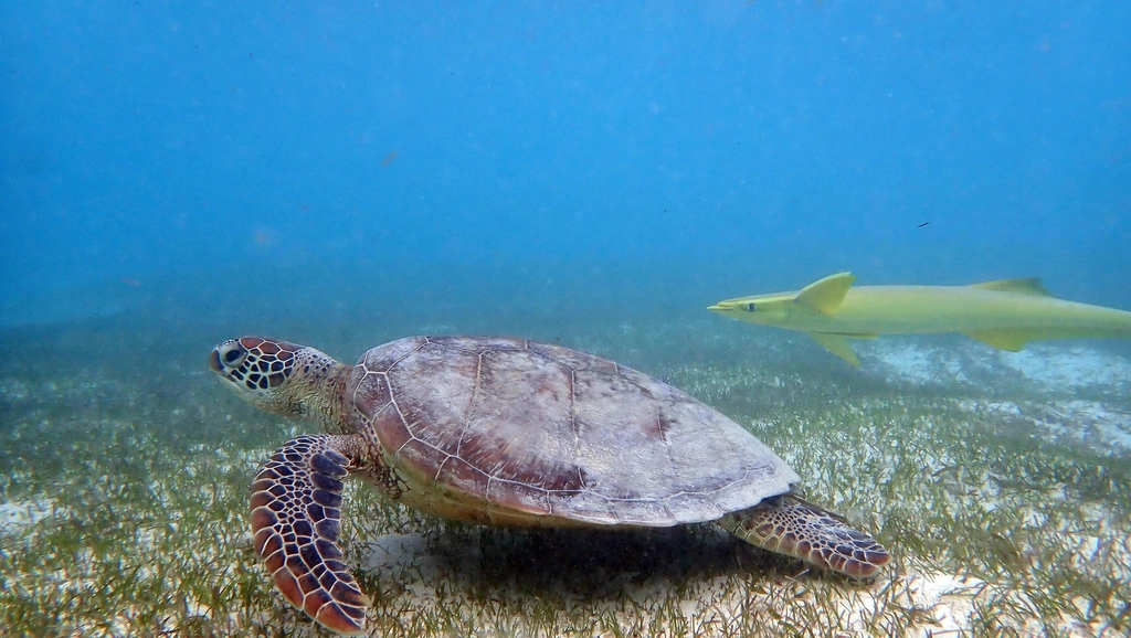 Green sea turtle gliding over the ocean floor