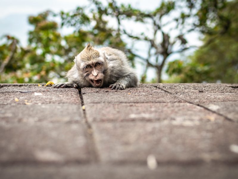 Long-tailed macaque in Bali nature