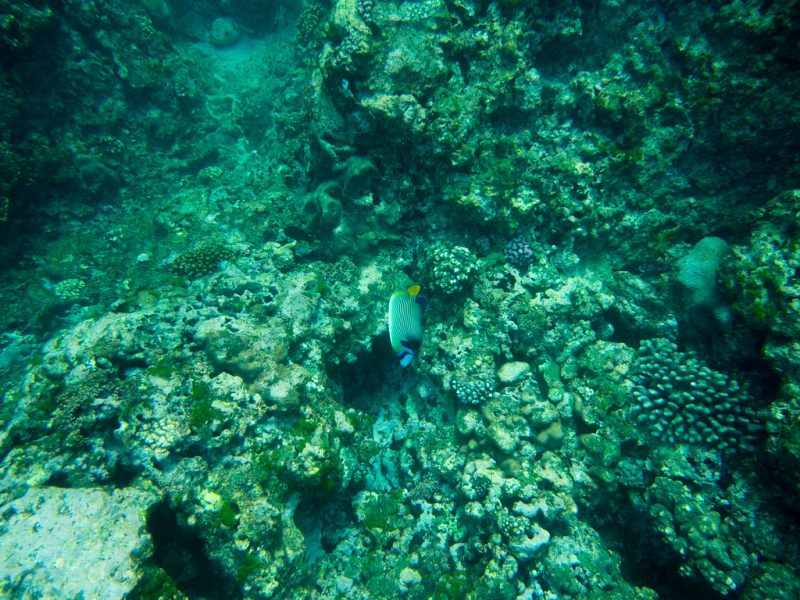 Coral reef and marine life