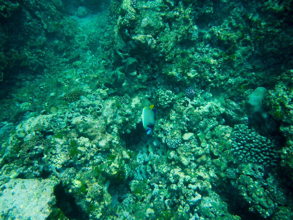 Coral reef and marine life